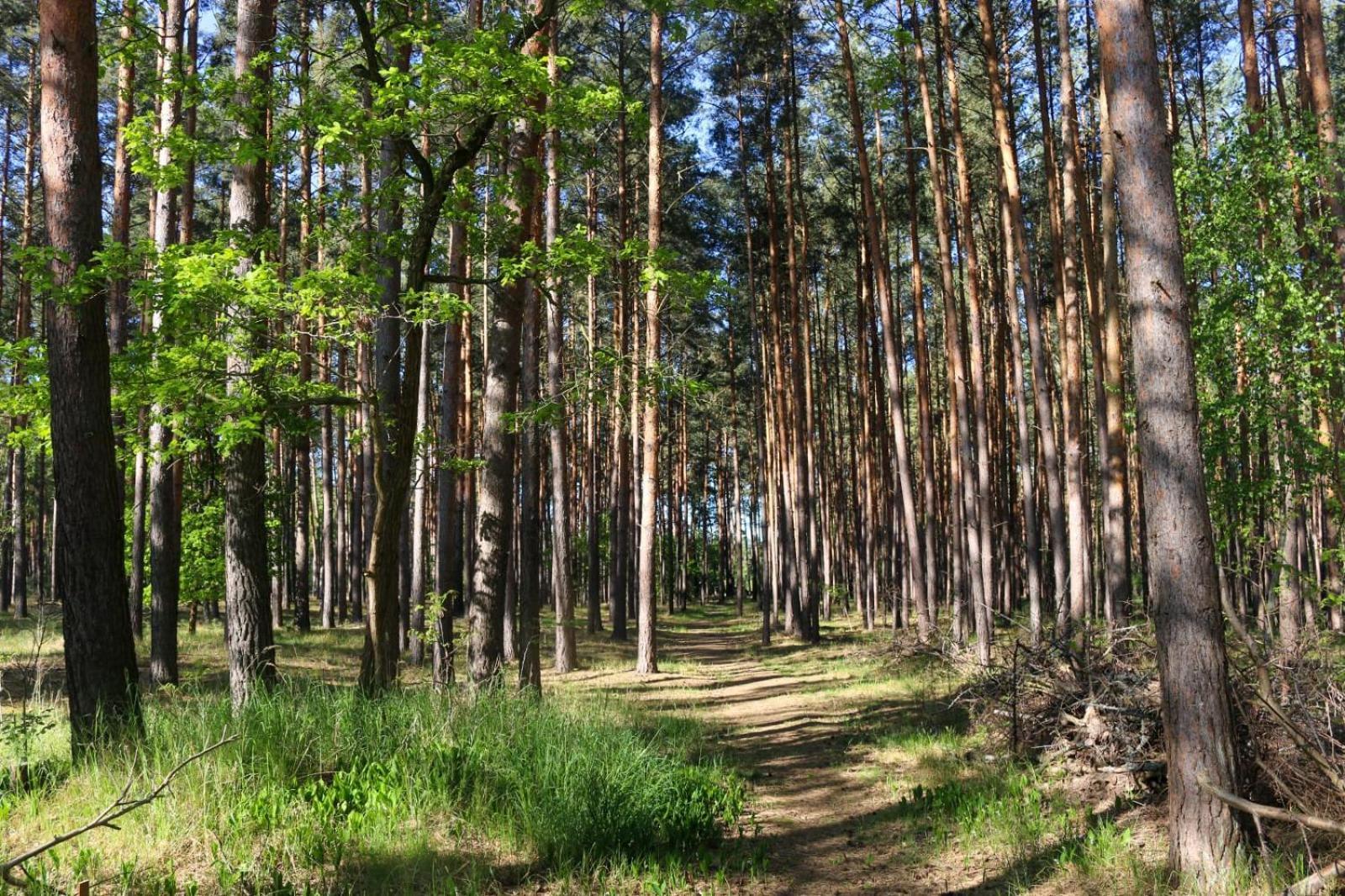 Tinyhaus Idyllisch Am Waldesrand Otel Cottbus Dış mekan fotoğraf